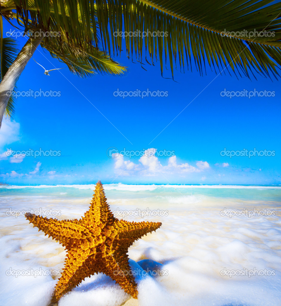 Art Sea star on the beach