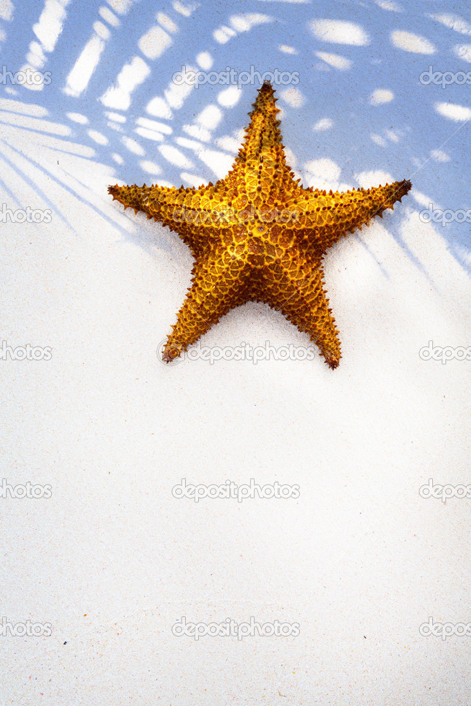 Art Shell Sea Star on sand background