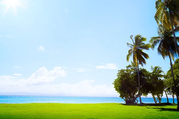 熱帯のゴルフ場草やカリブ海アート ココヤシの木 — Stock fotografie