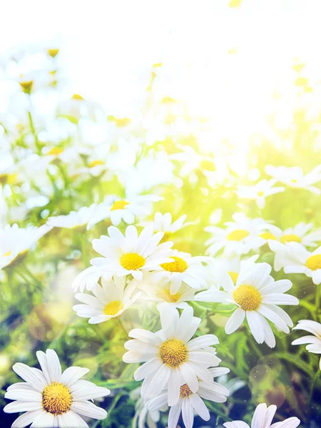 Umění světlé letní květiny přirozeného pozadí — Stock fotografie