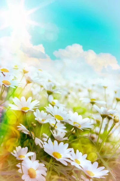 Arte alta luz Flores brillantes de verano Fondo natural — Foto de Stock
