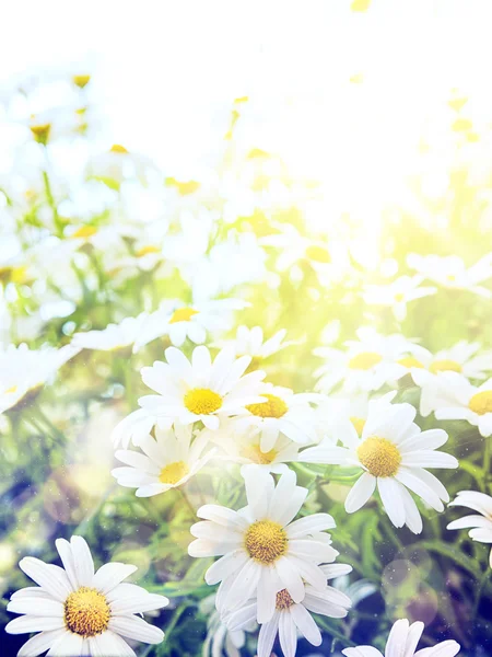 Arte alta luz Flores brillantes de verano Fondo natural — Foto de Stock