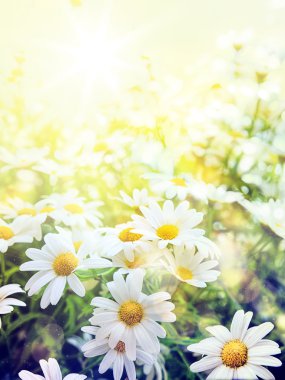 Art Field of daisies sky and sun clipart