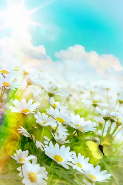 Kunst hohes Licht hell Sommer Blumen natürlichen Hintergrund — Stockfoto