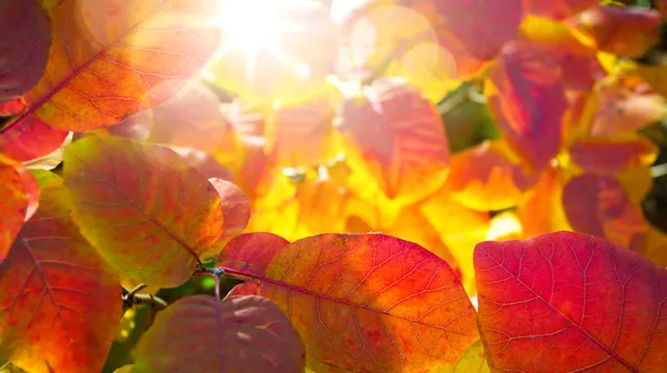 Arte Sfondo Soleggiato Con Foglie Rosse Autunno Sole Splendente Autunno — Foto Stock