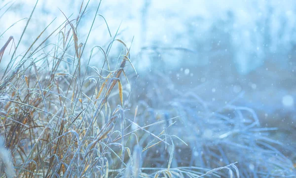 Schöne Winter Natur Hintergrund Schneefall Und Gefrorene Pflanzen Bei Sonnenuntergang — Stockfoto