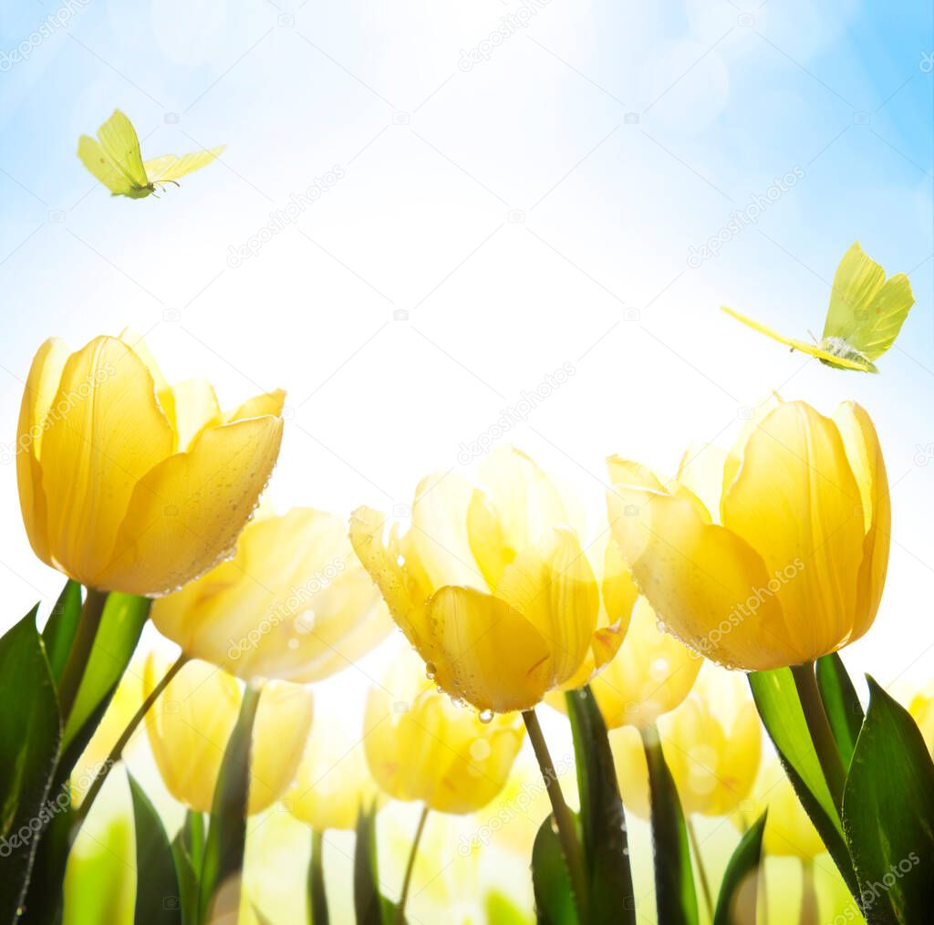 Art spring floral background; fresh yellow tulip flower on blue sky backgroun