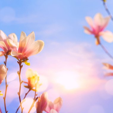 Art Spring çiçek arkaplanı; güzel Pembe Çiçekler ağacı ve sabah gökyüzü;