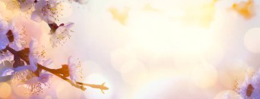 Sanat Güzeli Pembe Çiçekler arka plan; Gün Doğarken Gökyüzüne karşı açan Bahar Çiçeği