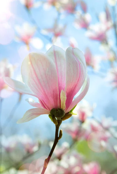 Art Spring Çiçek Arkaplanı Güzel Pembe Çiçekler Ağacı Sabah Gökyüzü — Stok fotoğraf