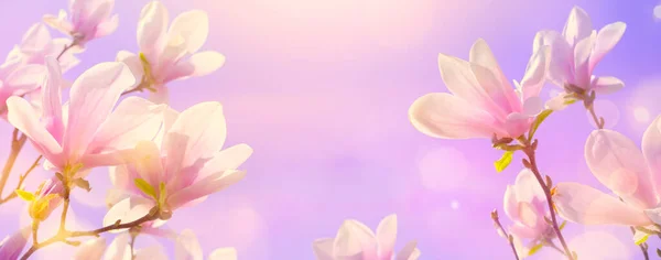 Kunst Natur Frühling Abstrakten Hintergrund Blühende Magnolie — Stockfoto