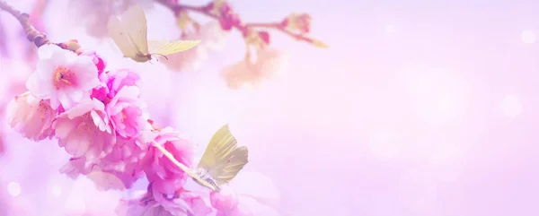 Spring Sakura Flowers Flying Butterflies Sunrise Sky Backgroun — Stock Photo, Image