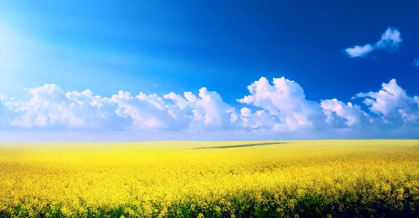 Frühlingslandschaftspanorama Mit Gelben Blumen Auf Feld Und Blauem Himmel — Stockfoto
