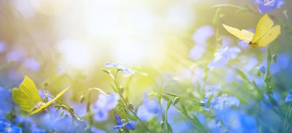 Kunst Abstrakte Natur Frühling Hintergrund Mit Frischen Blumen Und Fliegenden — Stockfoto
