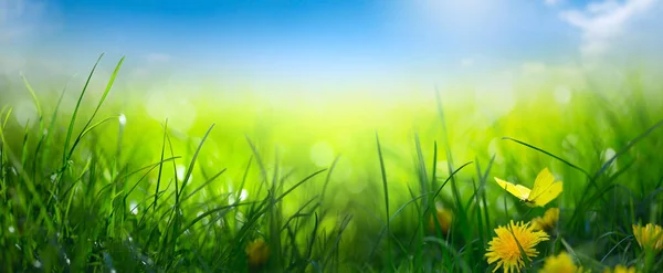 Art Beautiful Spring Nature Background Green Grass Fly Butterfly Evening — Stock Photo, Image