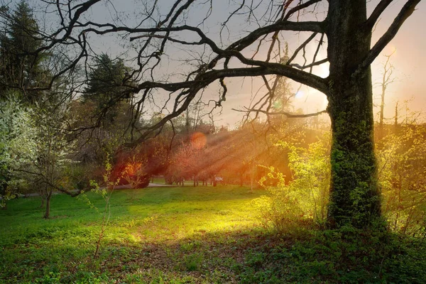 Beautiful View Old Tree Natural Park Spring — Stock Photo, Image