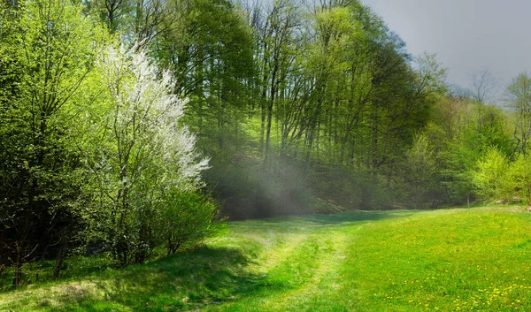 Kunst Frühling Landschaft Natur Hintergrund Frühling Wald Schöne Wiese — Stockfoto