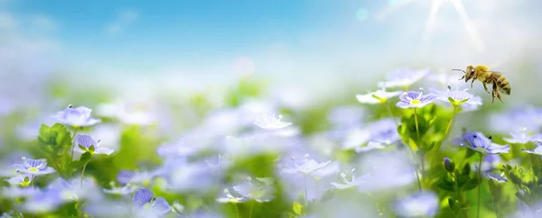 Art Beautiful Spring Summer Nature Blurred Background White Spring Flower — Stockfoto