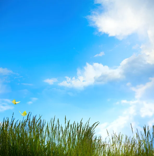 夏日阳光普照的艺术背景 蓝天绿豆的抽象乡村自然背景 — 图库照片
