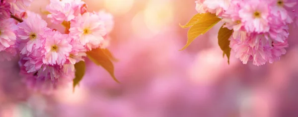 Spring Sakura Flowers Sunrise Sky Backgroun — Stockfoto