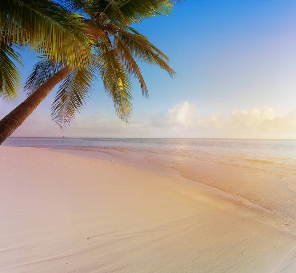 Konst Sommar Semester Banner Bakgrund Happy Holidays Den Tropiska Stranden — Stockfoto