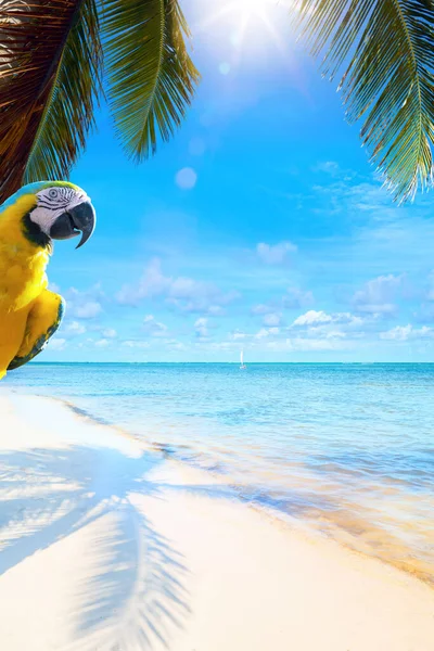 Piękne Letnie Tropikalne Tło Wakacyjne Słoneczna Piaszczysta Plaża Palma Błękitne — Zdjęcie stockowe