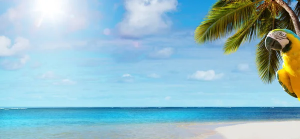 Schönen Sommer Tropischen Urlaub Hintergrund Sonniger Sandstrand Palme Und Blaues — Stockfoto