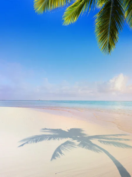 Όμορφο Καλοκαίρι Τροπικό Φόντο Διακοπών Ηλιόλουστη Αμμώδη Παραλία Φοίνικα Και — Φωτογραφία Αρχείου
