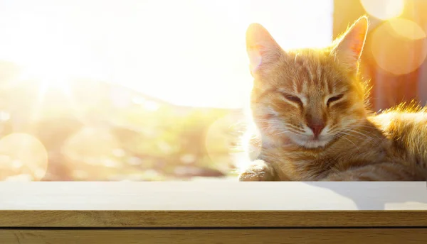 Empty Wooden Table Relaxed Waiting Ginger Cat Blurred Sunny Background — Stock Photo, Image