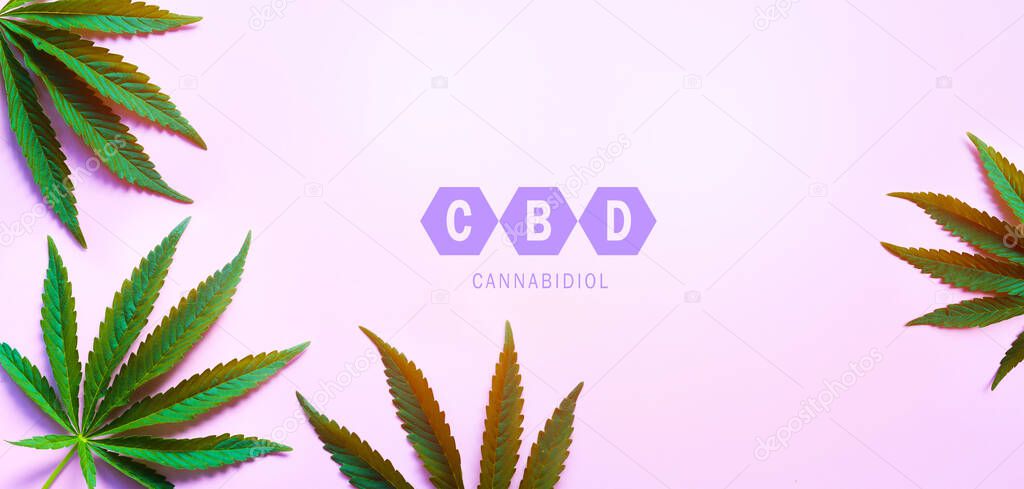 Medical cannabis leaves and CBD cannabidiol oil concept, hemp leaves top view on pink background. Close-up cannabis plant with copy spac