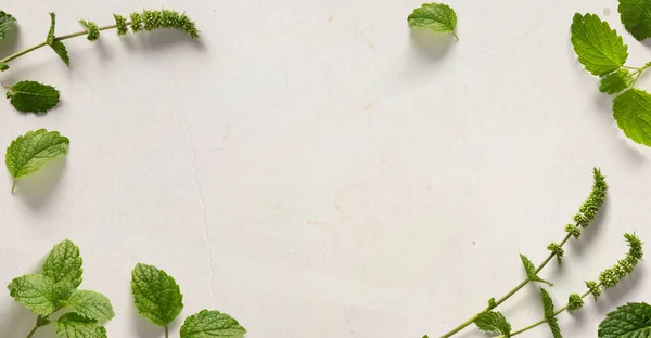 Art Fresh Leaves Herb Mint Paper Backgroun — 图库照片