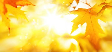 Art abstract autumn yellow leaves sunny background