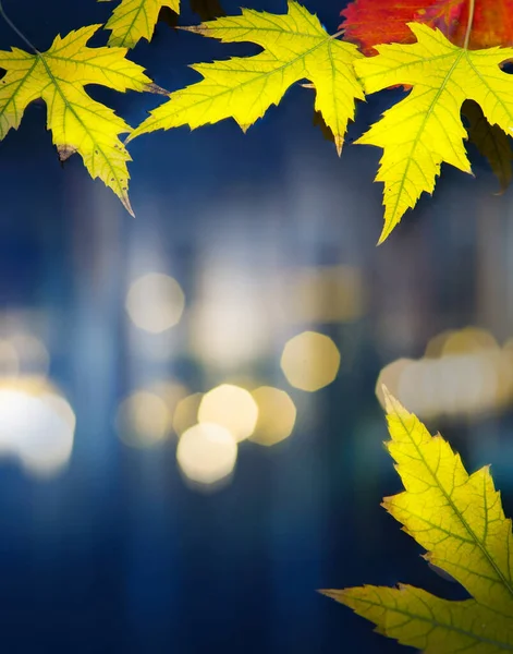 Art Beautiful Yellow Autumn Maple Leaves Puddle Rain Autumn Weather — Stock fotografie