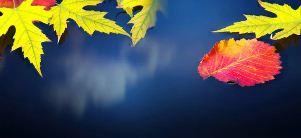 Искусство Желтая Осенняя Карта Листьев Луже Дождем Сезон Осени Отражение — стоковое фото