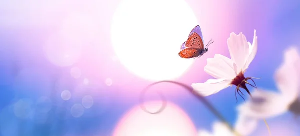 Beautiful Natural Pastel Background Butterfly Flower Background Sunrise — Stock Fotó