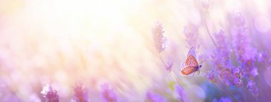 Beautiful natural pastel background. Butterfly and  flower against on a background of sunrise