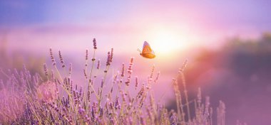 Beautiful natural pastel background. Butterfly and  flower against on a background of sunrise