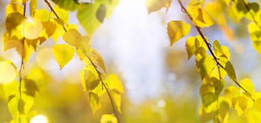 Güneşli sarı sonbahar yaprakları sonbahar önlerinde geniş bulanık bir arkaplan dekore eder.