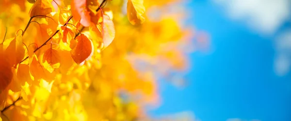 Sunny Yellow Autumn Leaves Decorate Wide Blurred Background Autumn Fores — Stock Photo, Image