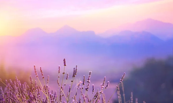 Kwitnące Kwiaty Lawendy Zachodzie Słońca Alpach Prowansji Franc — Zdjęcie stockowe
