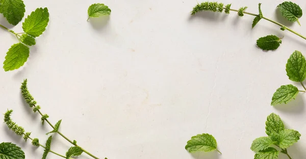 Искусство Свежие Листья Травы Мяты Бумажном Фоне Фон Блога Кулинарии — стоковое фото
