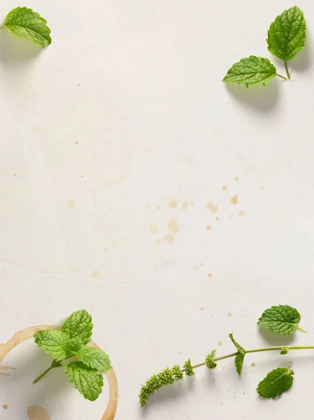 Kunst Frische Blätter Kräuterminze Auf Papier Lebensmittelbanner Hintergrund — Stockfoto