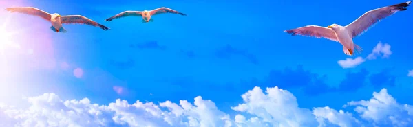 Konzept Für Reisebanner Inspirierender Vogelflug Ruhigen Morgenhimmel — Stockfoto