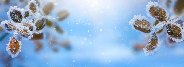 クリスマスの冬は背景がぼやけている 抽象的なクリスマスの雪の休日の背景 ワイドスクリーンの背景 新年の冬のアートデザイン ワイドスクリーン休日の境界線 — ストック写真
