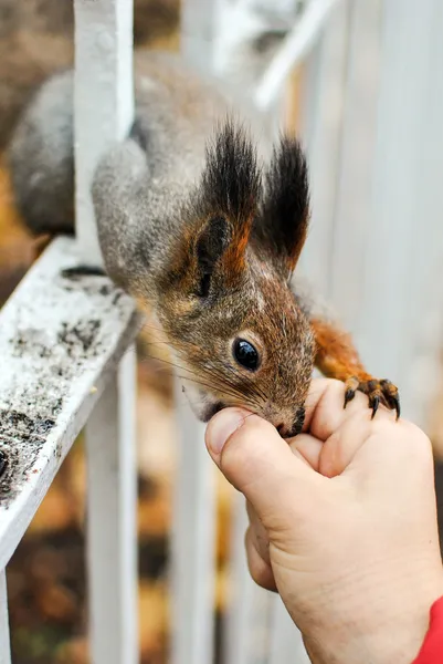 Sincap sciurus vulgaris somun çocuğun elinden alır. — Stok fotoğraf