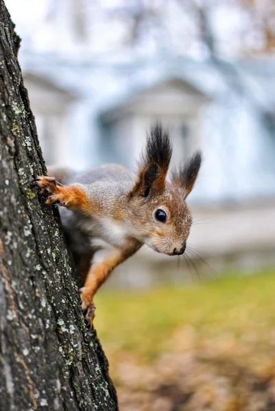 Squirrel Sciurus vulgaris на дереве — стоковое фото