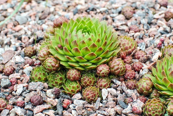 Gallinas y pollitos "Sempervivum globiferum " — Foto de Stock