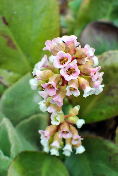 Pink bergenia closeup — Stock Photo, Image