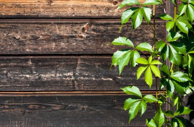 ahşap arka plan yabani üzüm