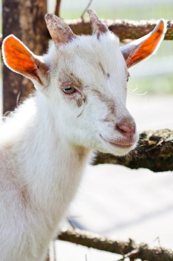 yerli goatling